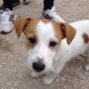 Artù - Jack Russell Terrier